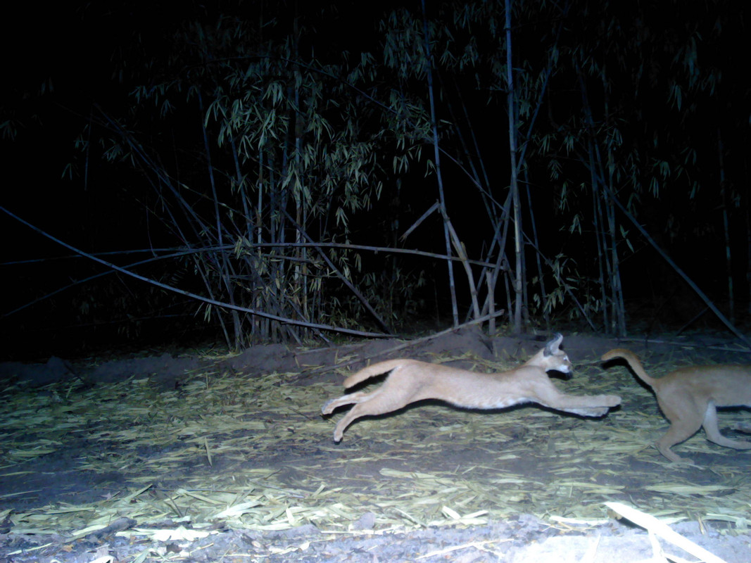 Caracals running